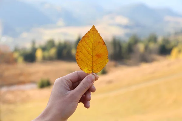 Mujer Sosteniendo Hermosa Hoja Aire Libre Día Otoño Primer Plano — Foto de Stock