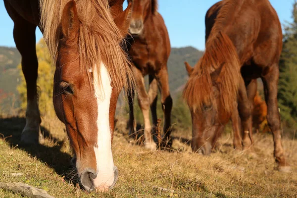 Bruine Paarden Grazen Buiten Zonnige Dag Mooie Huisdieren — Stockfoto