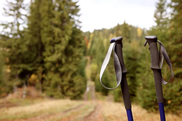 Trekking Rudak Erdőben Szöveg Helye — Stock Fotó