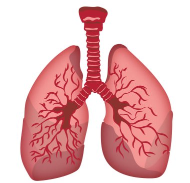 Beyaz arka planda insan ciğerleri tasviri