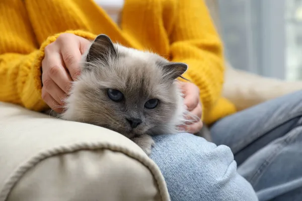 Женщина Гладит Красивую Кошку Бирмана Диване Дома Крупным Планом — стоковое фото