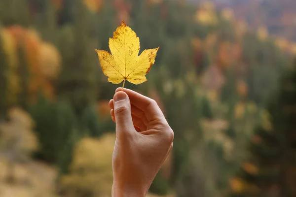 Kobieta Trzyma Piękny Jesienny Liść Pobliżu Lasu Zbliżenie — Zdjęcie stockowe