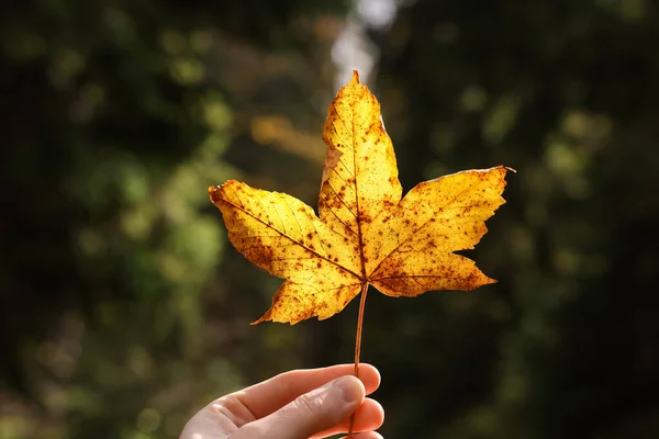 Kobieta Trzyma Piękny Jesienny Liść Zewnątrz Zbliżenie — Zdjęcie stockowe