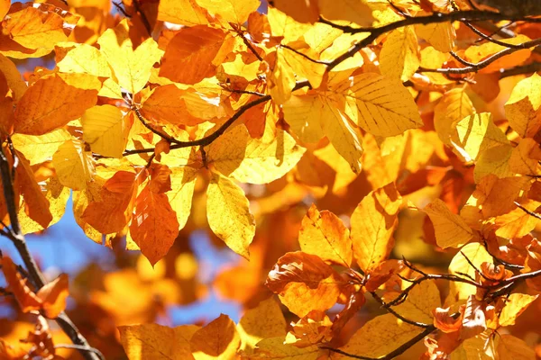 아름다운 단풍이 내리는 가을에 나무들이 감싸여 — 스톡 사진