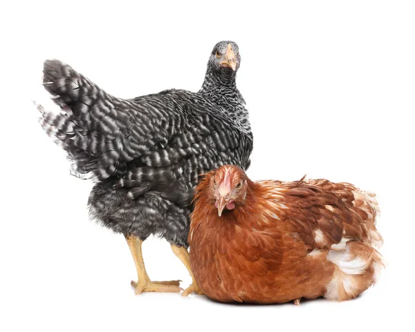 Két Különböző Gyönyörű Csirke Fehér Háttérrel Háziállatok — Stock Fotó