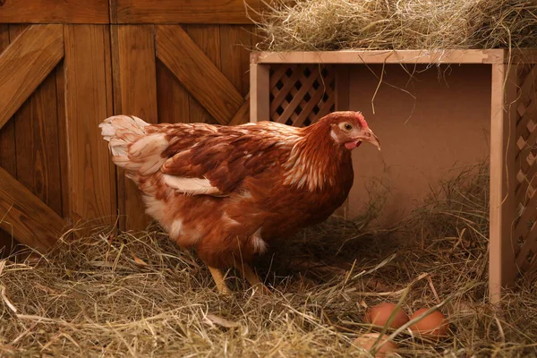 Beautiful chicken near nesting box with eggs in henhouse