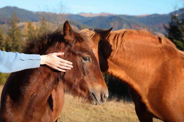 若い女性は山の中で美しい茶色の馬をペッティング — ストック写真