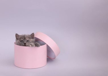 Açık gri arka planda pembe kutuda şirin bir kedi yavrusu. Metin için boşluk