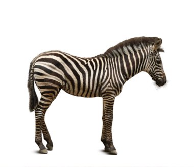 Beyaz arka planda güzel bir zebra. Egzotik hayvan
