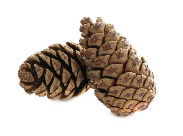 Beautiful Dry Pine Cones White Background — Stock Photo, Image