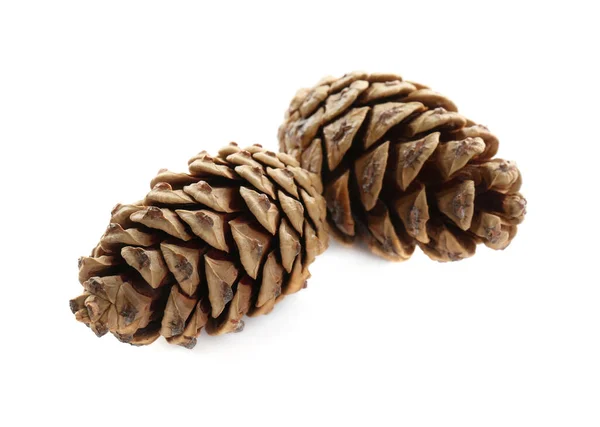 Beautiful Dry Pine Cones White Background — Stock Photo, Image