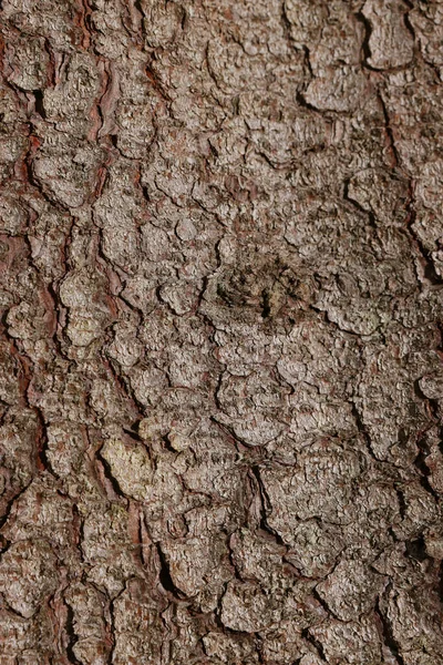 Textura Casca Árvore Como Fundo Vista Close — Fotografia de Stock