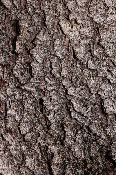 Textura Casca Árvore Como Fundo Vista Close — Fotografia de Stock