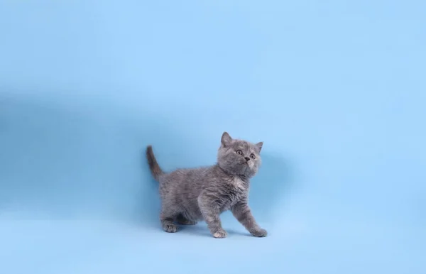 Bonito Pouco Cinza Gatinho Luz Azul Fundo — Fotografia de Stock