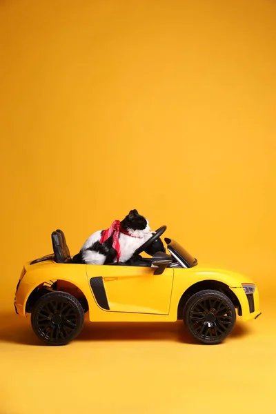 Entzückende Katze Spielzeugauto Auf Gelbem Hintergrund — Stockfoto