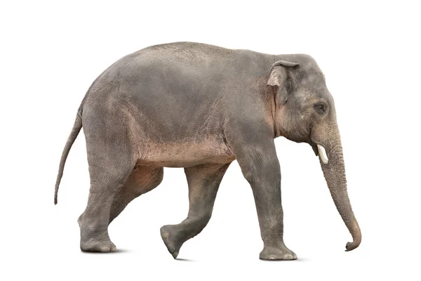 Μεγάλος Ελέφαντας Λευκό Φόντο Εξωτικό Ζώο — Φωτογραφία Αρχείου
