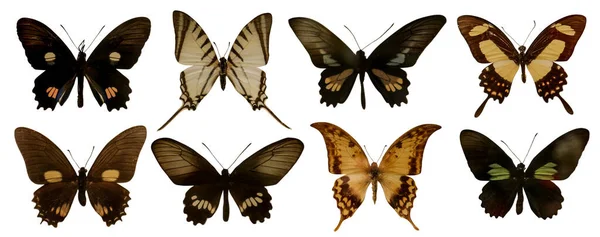 Set Con Hermosas Mariposas Exóticas Sobre Fondo Blanco Diseño Banner —  Fotos de Stock
