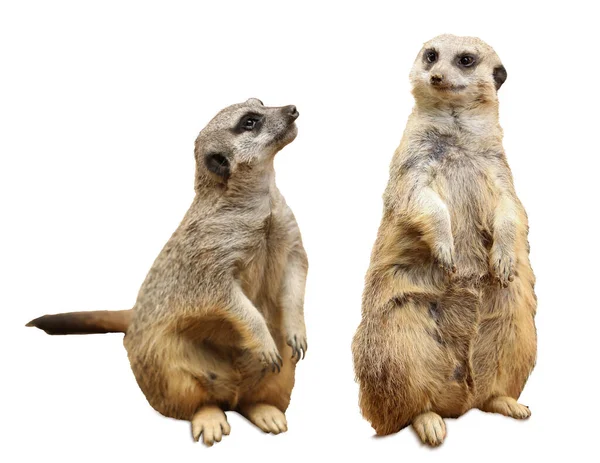 Jolies Suricates Sur Fond Blanc Animaux Exotiques — Photo