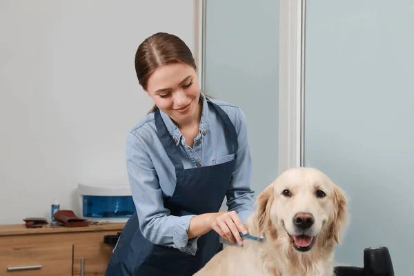 Profissional Groomer Escovação Pele Cão Bonito Salão Beleza Pet — Fotografia de Stock
