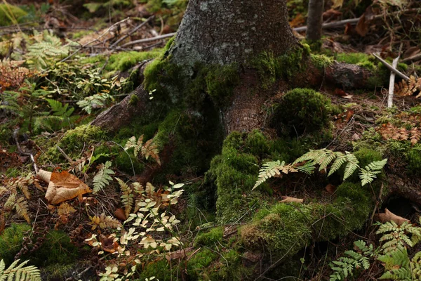 Tree Roots Overgrown Beautiful Green Moss Forest — Stock Photo, Image