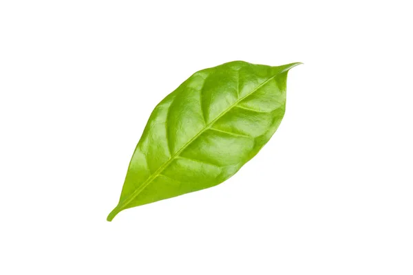 Leaf Coffee Plant Isolated White — Stock Photo, Image