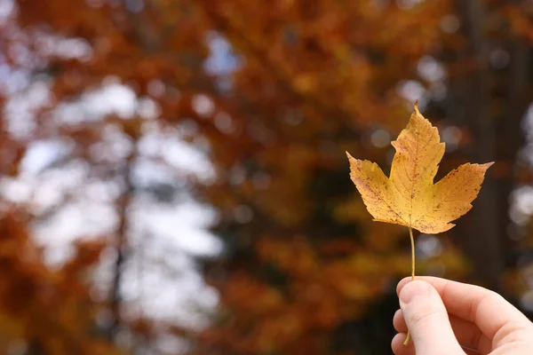 Mujer Sosteniendo Hermosa Hoja Otoño Cerca Del Bosque Primer Plano — Foto de Stock