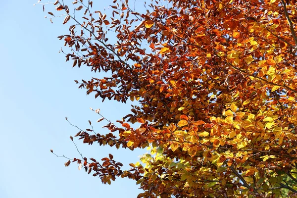 가을이면 아름다운 아래푸른 — 스톡 사진