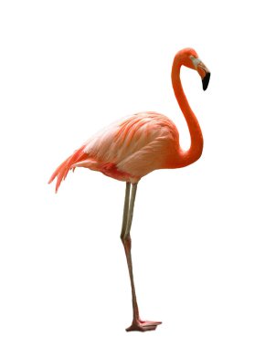 Beyaz arka planda güzel bir flamingo. Kanat çırpan kuş