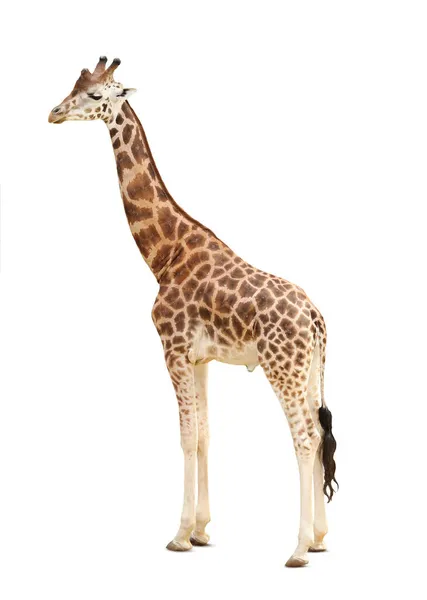 Schöne Rothschilds Giraffe Auf Weißem Hintergrund Exotisches Tier — Stockfoto