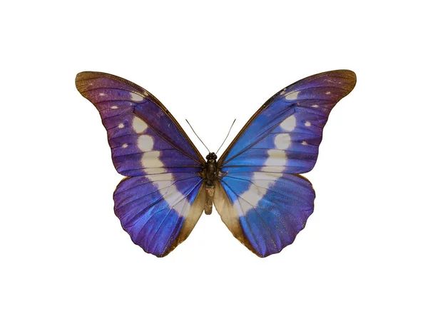 Schöne Zerbrechliche Exotische Schmetterling Auf Weißem Hintergrund — Stockfoto