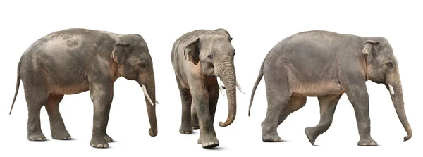 Μεγάλοι Ελέφαντες Λευκό Φόντο Κολάζ Εξωτικό Ζώο — Φωτογραφία Αρχείου