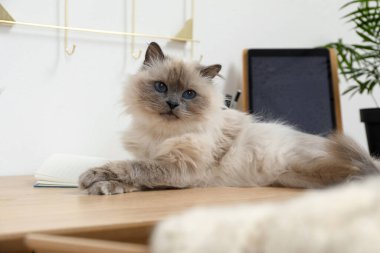 Güzel Birman kedisi ahşap masada uzanıyor.