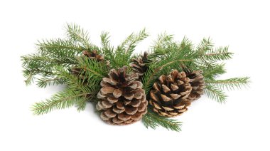 Beyaz arka planda çam kozalakları olan güzel köknar dalları