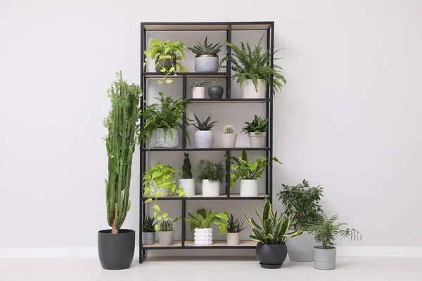 Shelving Unit Many Beautiful Houseplants White Wall Indoors Interior Design — Stock Photo, Image