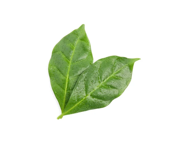 Wet Leaves Coffee Plant White Background Top View — Stock Photo, Image