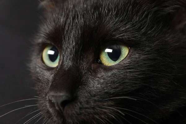 暗い背景に美しい目の黒い猫 クローズアップ — ストック写真