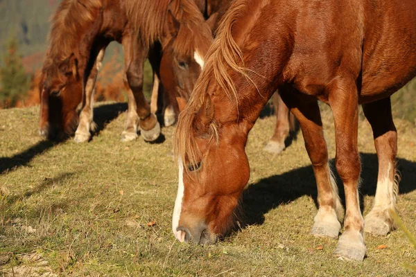 Bruine Paarden Grazen Buiten Zonnige Dag Mooie Huisdieren — Stockfoto