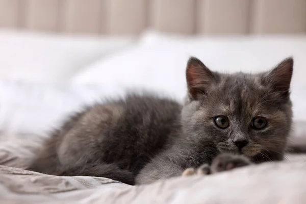 Niedliche Flauschige Kätzchen Auf Weichem Bett Liegend — Stockfoto