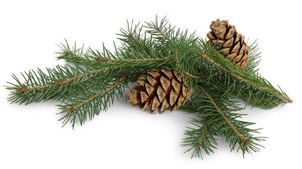 Beautiful fir branches with dry cones on white background