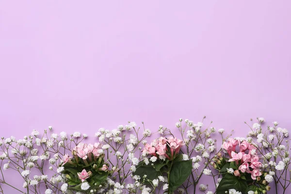 Eflatun Arka Planda Çingene Çiçekli Güzel Bir Kompozisyon Metin Için — Stok fotoğraf