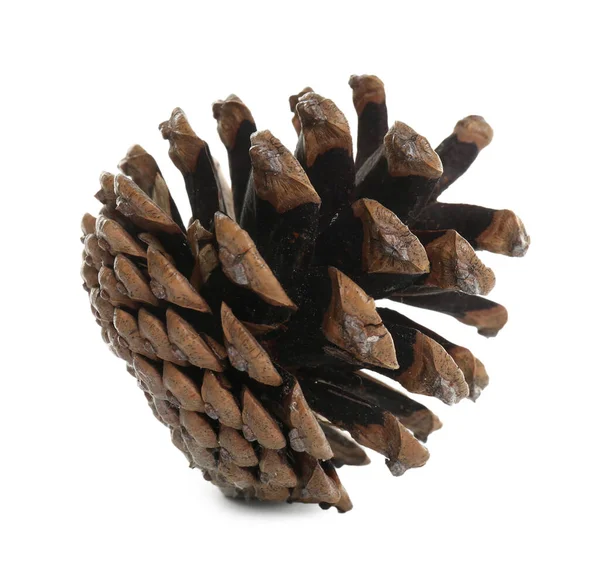 Beautiful Dry Pine Cone Isolated White — Stock Photo, Image