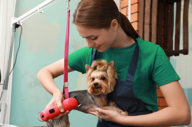Profesyonel tımarcı evcil hayvan güzellik salonundaki sevimli köpeğe şık saç kesimi yapıyor.