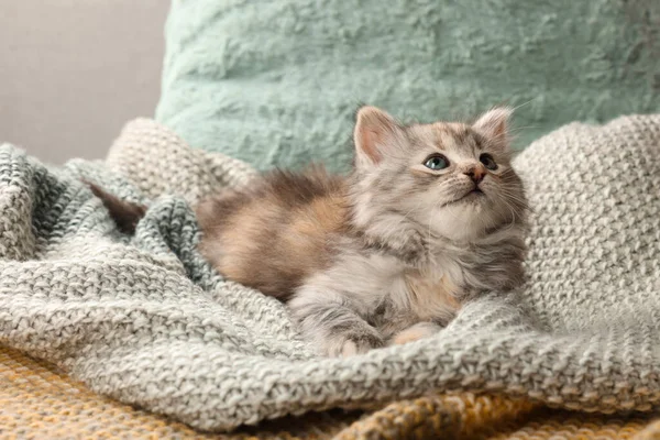 Niedliches Kätzchen Auf Strickdecke Tierbaby — Stockfoto