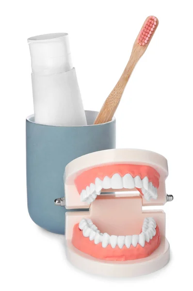Educational Dental Typodont Model Teeth Paste Brush Holder White Background — Stock Photo, Image