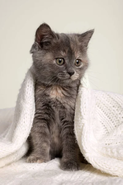 Cute Fluffy Kitten White Knitted Blanket Light Background — Stock Photo, Image