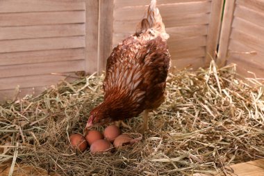 Kümeste samandaki yumurtalı güzel tavuk.