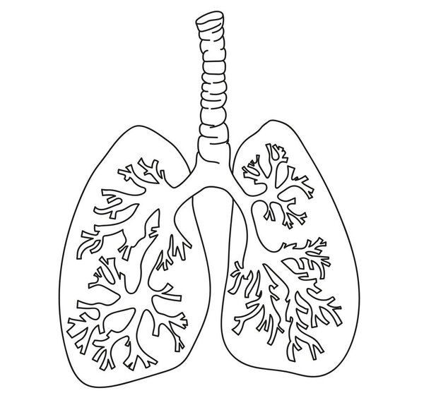 Иллюстрация легких человека на белом фоне
