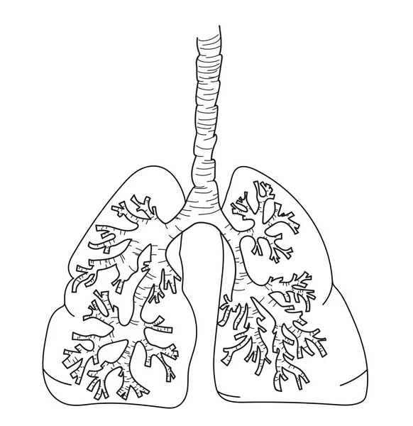 Ilustracja Ludzkich Płuc Białym Tle — Zdjęcie stockowe