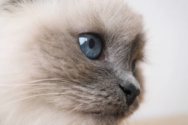 Birman Kot Pięknymi Niebieskimi Oczami Jasnym Tle Zbliżenie — Zdjęcie stockowe