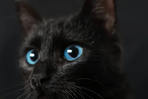 Gato Preto Com Belos Olhos Fundo Escuro Close — Fotografia de Stock